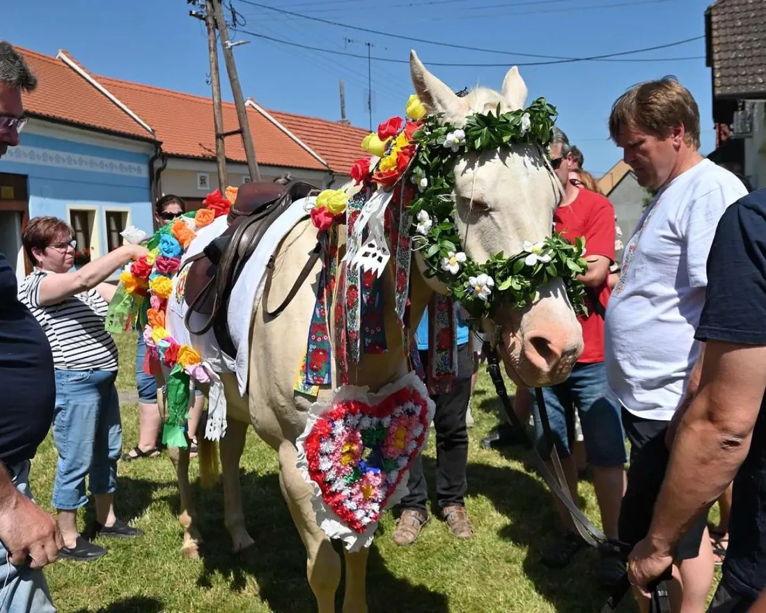 Vyzdobený kůň při jízdě králů